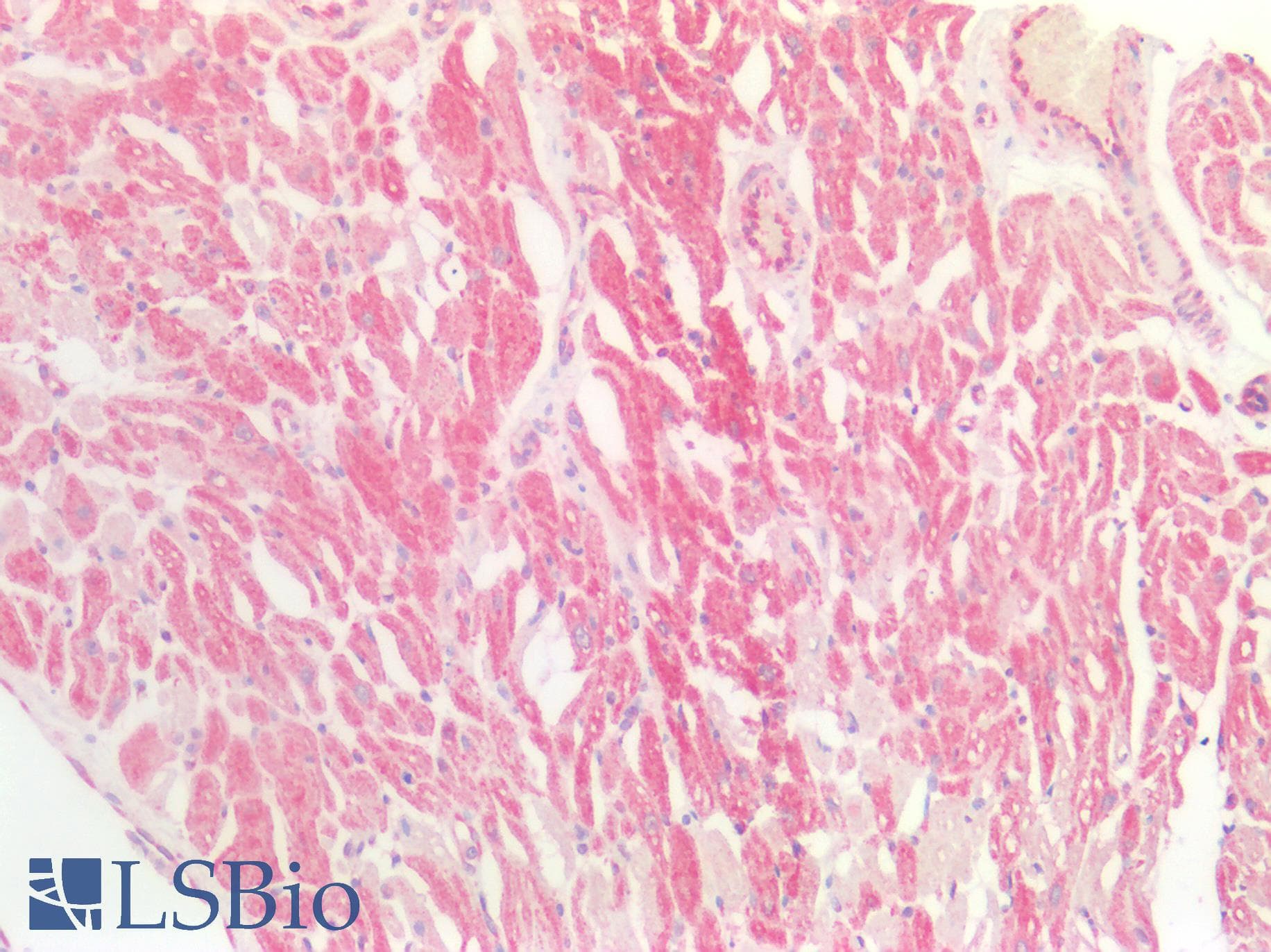 IHC-plus™ PTGES2 Antibody