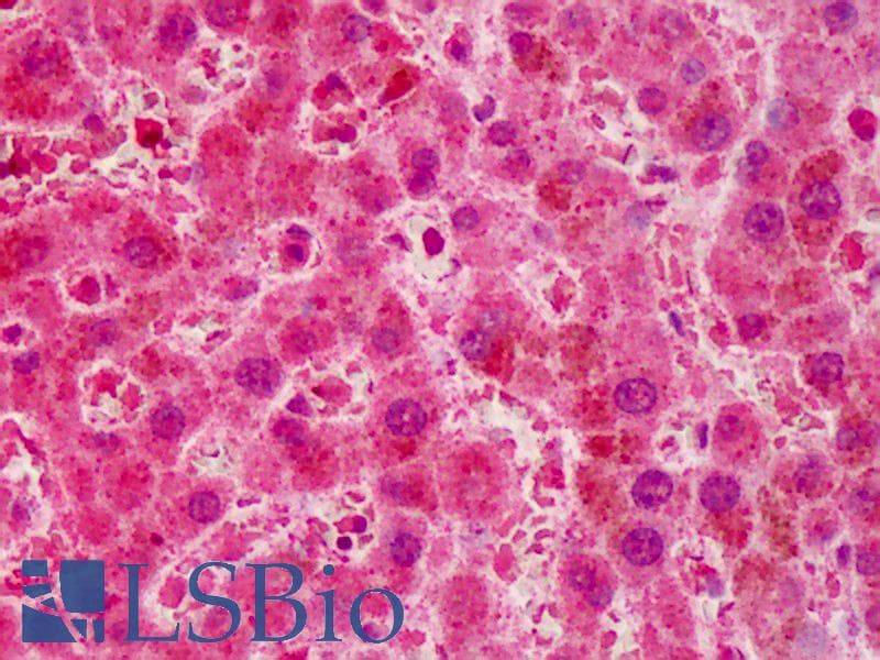 IHC-plus™ RNF2 / RING2 / RING1B Antibody (aa189-201)