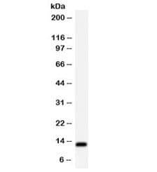 TFF1 / pS2 Antibody