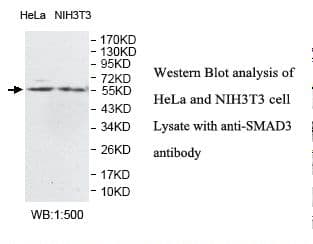 Polyclonal Rabbit anti-Human SMAD3 Antibody (aa1-284, IHC, WB)