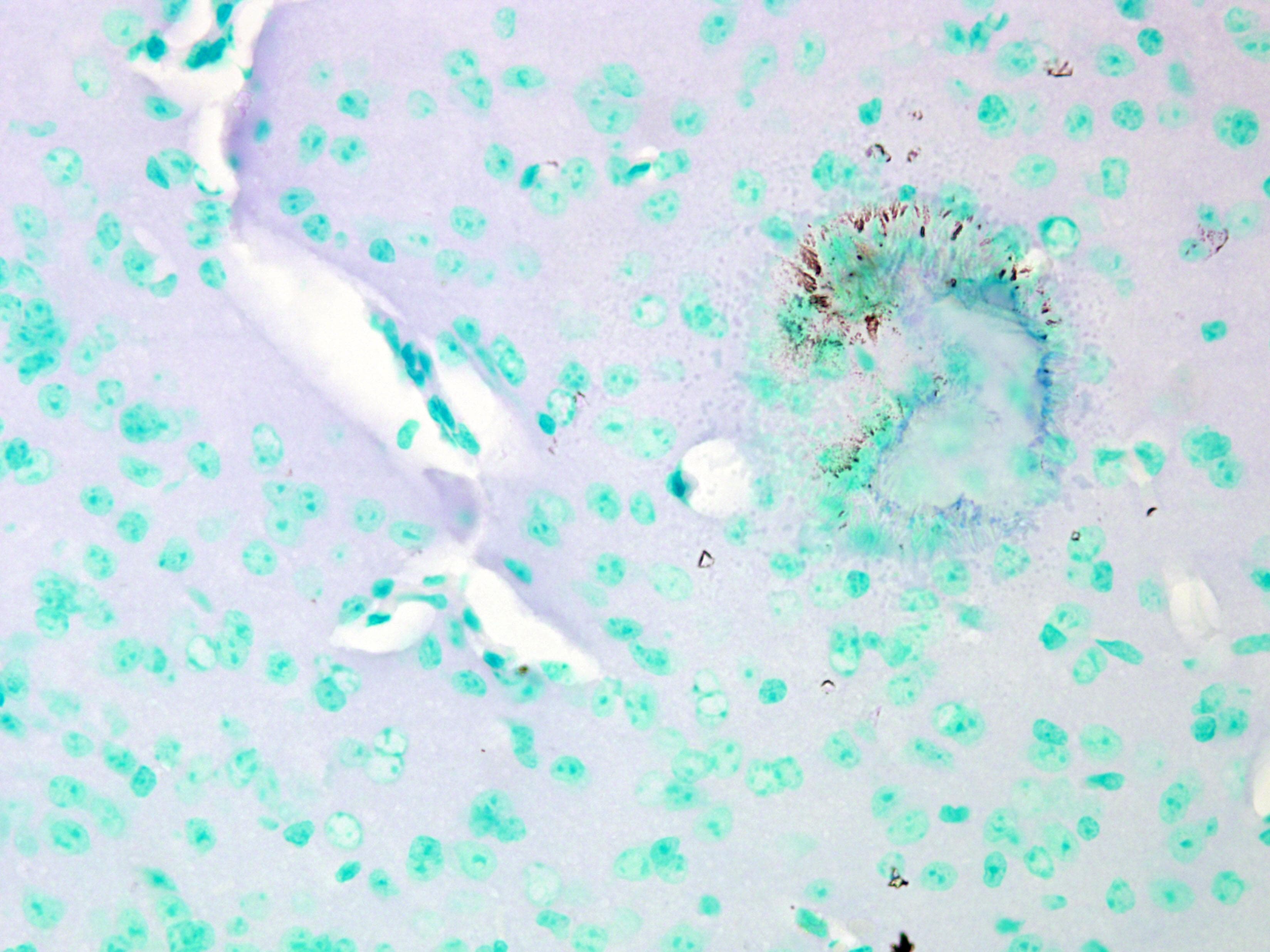 CACNA1C / Cav1.2 Antibody (aa1507-1733, clone S57-46, PerCP)