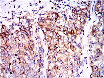 PPP2R4 Antibody (clone 4D9)