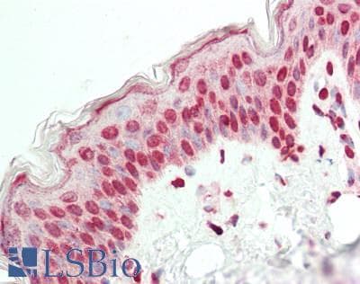 ELF2 / NERF Antibody (aa103-152)
