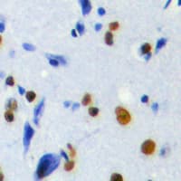 POLR3H Antibody (C-Terminus)