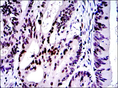 Monoclonal Mouse anti-Human JUN / c-Jun Antibody (clone 4H9, IHC, IF, WB)