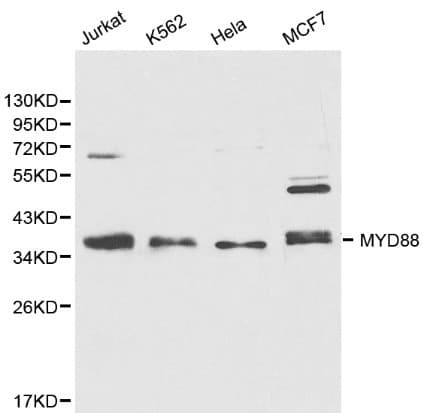 MYD88 Antibody