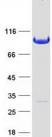 Human BIN2 Protein (Recombinant Myc-DDK (Flag))