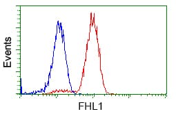 SLIM / FHL1 Antibody (clone OTI1D6)