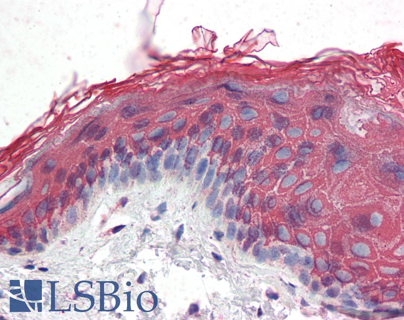 IHC-plus™ ITPR2 / IP3 Receptor Type 2 Antibody (aa1152-1164)