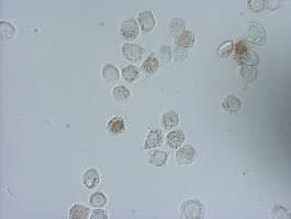 Monoclonal Mouse IdU / Iododeoxyuridine Antibody (clone 3B10, IHC, IF)