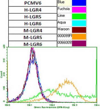 GPR49 / LGR5 Antibody (aa22-543, clone UMAB211)
