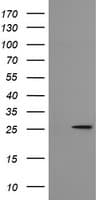 MRPS34 Antibody (clone OTI4B9)