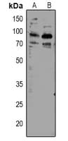 CRTC2 / TORC2 Antibody