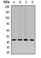 NELFE / RD / RDBP Antibody