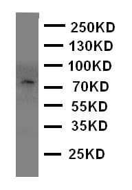 Polyclonal Rabbit anti-Mouse PCSK4 Antibody (aa117-133, WB)