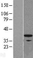 FKBP6 Protein (Over-Expression Lysate Myc-DDK (Flag))