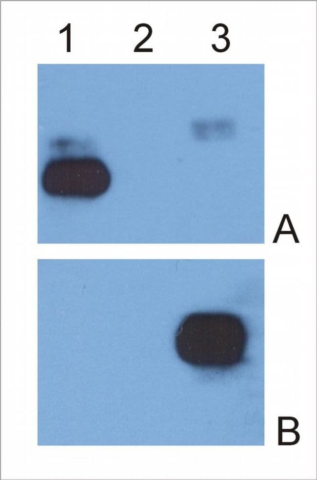 Mouse Anti-Human IgG Fc Secondary Antibody (clone EM-07)