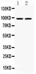 AHR Antibody (aa525-552)