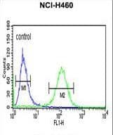 RAB27B Antibody (aa186-215)