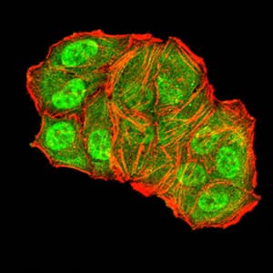 TFAP2A / AP-2 Antibody (clone 2H9B5)