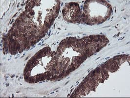 RABL2A Antibody (clone OTI4A3)