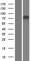 ZNF605 Protein (Over-Expression Lysate Myc-DDK (Flag))