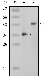 MAPK11 / SAPK2 / p38 Beta Antibody (aa251-363, clone 4H6H6)