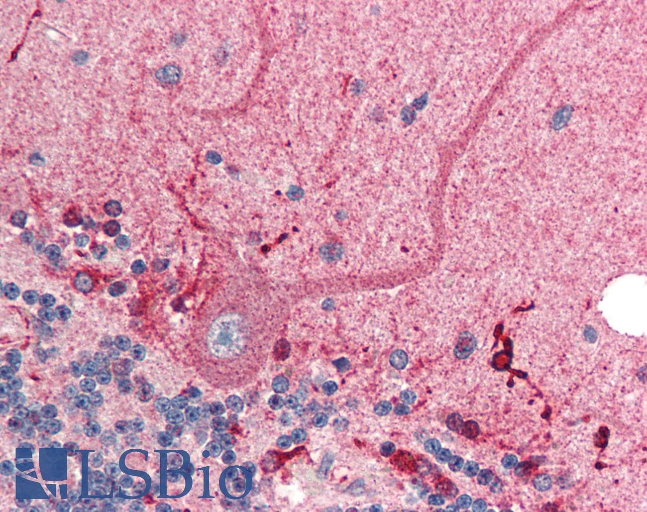 IHC-plus™ C1QTNF2 / CTRP2 Antibody