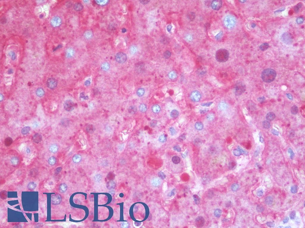 SERPINA1 / Alpha 1 Antitrypsin Antibody (clone 11G2, Carrier-free)