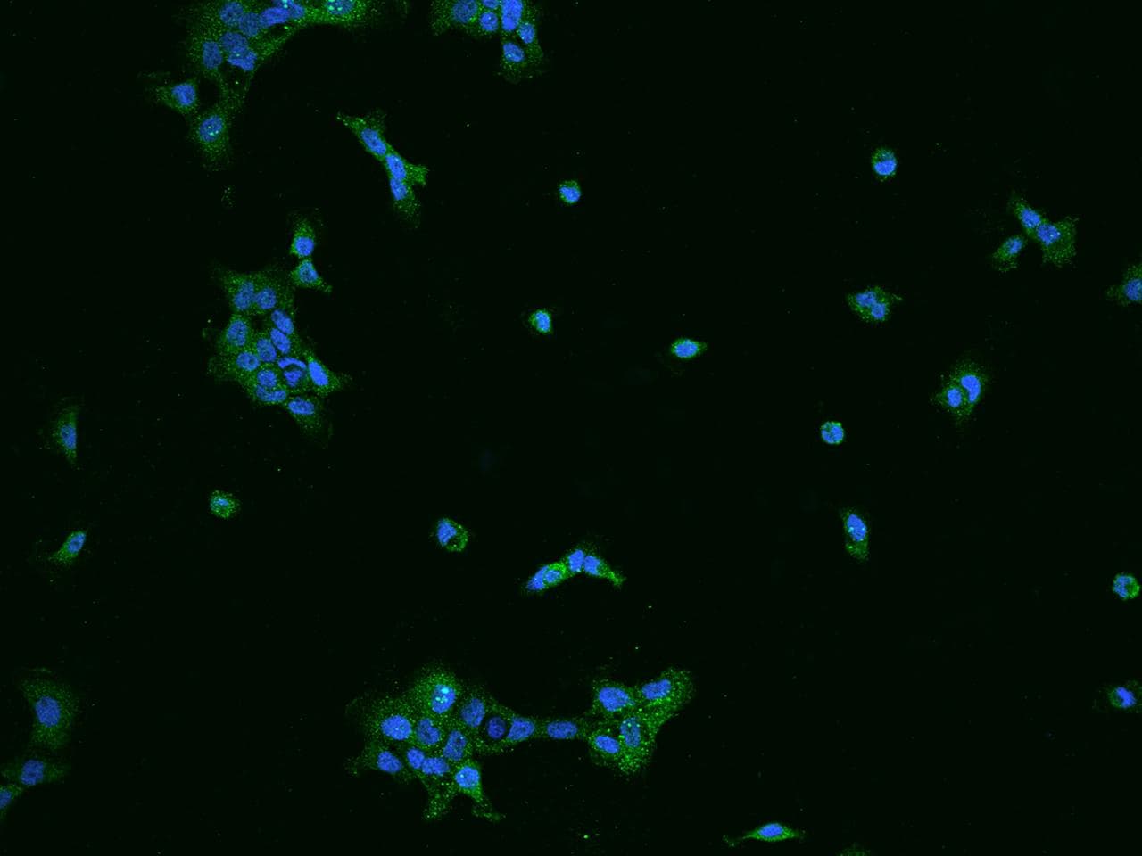 SPAG16 Antibody