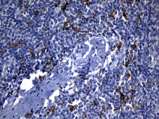 CLEC4M / L-SIGN / CD299 Antibody (aa74-329, clone OTI10C3)