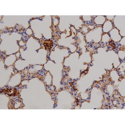 STAT6 Antibody (phospho-Thr645)