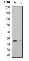 NEU1 / NEU Antibody