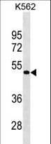 Polyclonal Rabbit anti-Human GPR39 Antibody (aa379-407, WB)