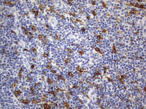 CD68 Antibody (aa22-319, clone UMAB150, Carrier-free)