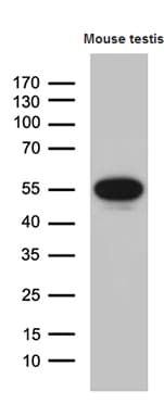 MSY2 / YBX2 Antibody (clone OTI3C12, Carrier-free)