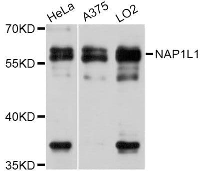 NAP1L1 Antibody