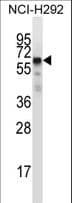 GFRA2 Antibody (aa361-390)