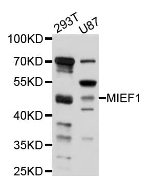 MIEF1 / SMCR7L Antibody