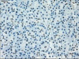 SSX2 Antibody (clone OTI4D10, Carrier-free)