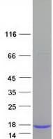 Human GHRL / Ghrelin Preproprotein (Recombinant Myc-DDK (Flag))
