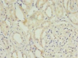 DAO / D Amino Acid Oxidase Antibody (aa1-347, Biotin)