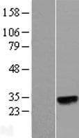 N6AMT2 Protein (Over-Expression Lysate Myc-DDK (Flag))