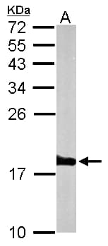 Histone H3.3 Antibody (aa1-86)