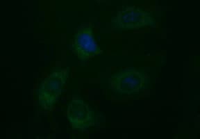 EPCAM Antibody (clone OTI2B1)