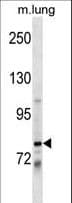 DACH / DACH1 Antibody (aa270-297)