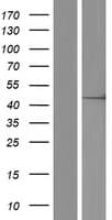 DDX47 Protein (Over-Expression Lysate Myc-DDK (Flag))