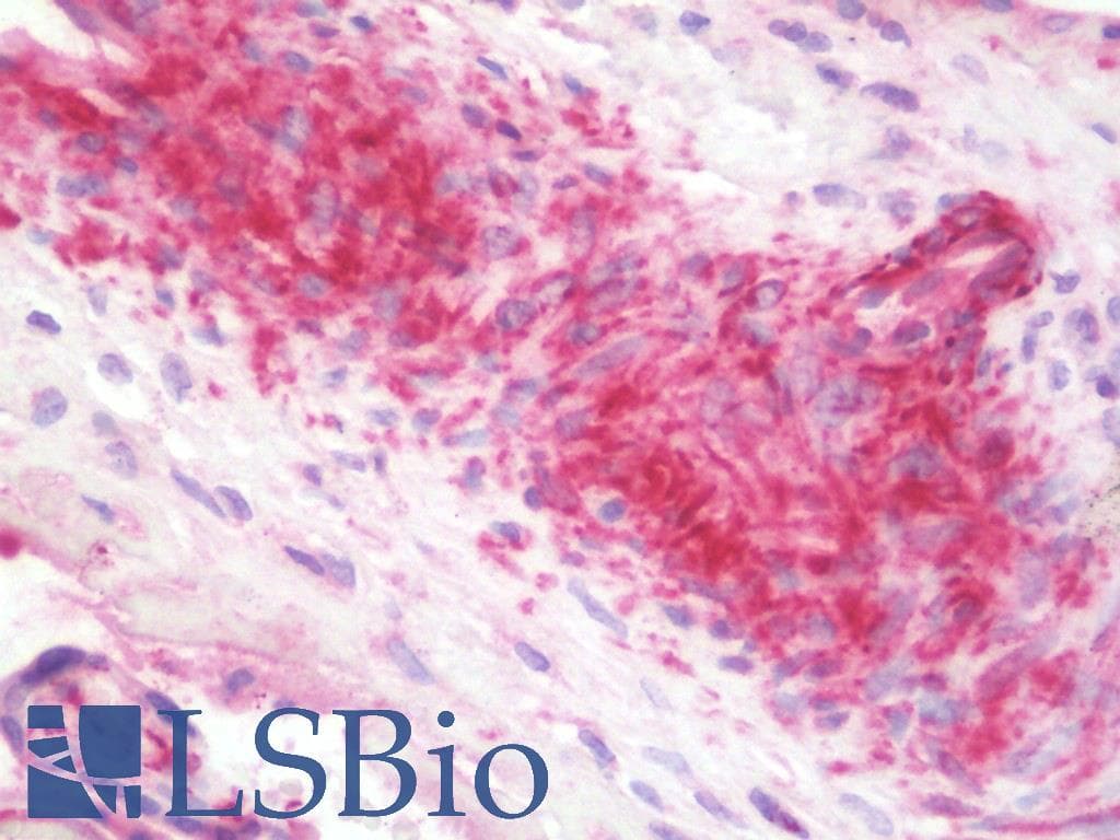 IHC-plus™ SHBG Antibody (aa41-141, Azide-free)