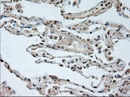Monoclonal Mouse anti-Human GAD1 / GAD67 Antibody (clone OTI3G9, IHC, WB)