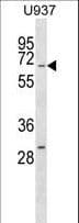Polyclonal Rabbit anti-Human RGS14 Antibody (aa223-251, WB)